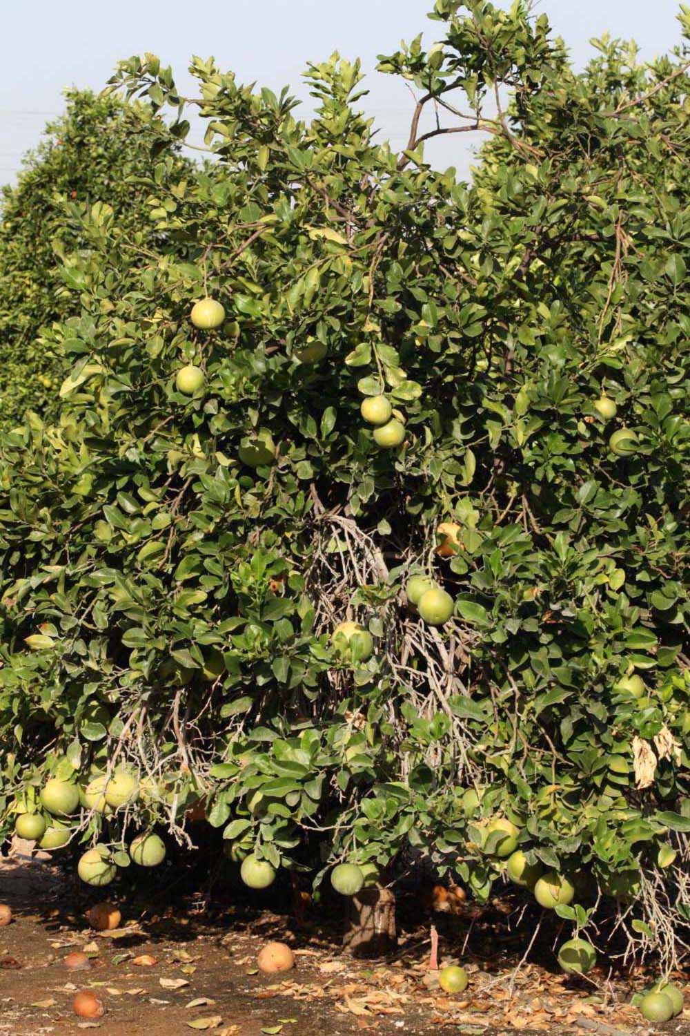            Habit (Riverside, CA)   